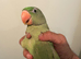 Hand-Reared Baby Alexandrine Parrot