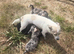 6 adorable pups ready for thier new homes