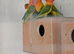 Opline lovebirds for sale