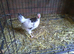Lovely Pure Bred Light Sussex Bantam Cockerel 9 weeks old