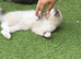 Pedigree blue point kittens ready now