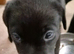 KC registered labrador Retrievers