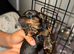 Beautiful puppies for sale