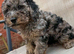 F1B Toy cockapoo merle male