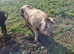 Boars Saddleback cross