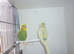 Baby budgies ready for new homes