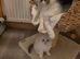 Beautiful pedigree ragdoll kitten