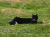 Maincoon cross