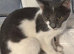 2x cats needing URGANT home