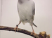 Male canary singing all day
