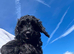READY TO LEAVE F2b cockapoo boy