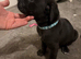 Cane corso pups