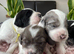 Premium Rare F1 Sproodle Pups &ndash; Champion Lines