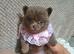 Amazing lilac girls russian line pomeranians