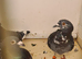 Lovely hens