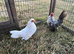 Serama pair ( hen & cockerel ) 3 months old