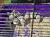 Lovely snowflake quails