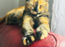 Beautiful Kittens for Sale
