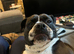 6 Year Old Female Old Thayme Bulldog