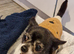 Golden oldies rescue chi