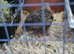 7 week old group