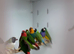 Gouldian finch