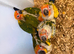Selling baby handreared sun conures
