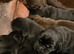 GORGEOUS CHUNKY SHOW LABRADOR BOY PUPPIES AVAILABLE