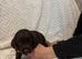 Cocker spaniel