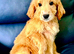 2 BOYS LEFT!! STUNNING GOLDENDOODLE PUPPIES