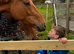 Stunning 16.2hh 7 TB &ndash; Genuine Jumping Prospect / All-Rounder