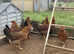 Welsummer (Large Fowl) Hatching eggs x 6 eggs