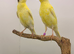 2026 canaries all fit and healthy