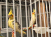 Baby cocktails for sale
