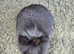 Netherland x Mini Lion Lop
