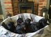 WORKING BLACK LABRADOR PUPPIES-DRAKESHEAD LINE