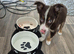 Tri coloured border collie