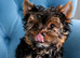 LAST YORKSHIRE TERRIER BOY AVAILABLE