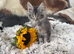 TICA-REGISTERED MAINE COON KITTENS