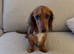 1 beautiful little girl dachshund left