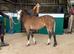 Well Bred Yearling Section C Filly