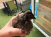 2 Calaforian quail hens