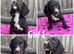 Beautiful cocker spaniel puppies