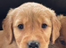 Golden retriever puppies