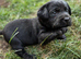 KC registered black chunky Labrador puppies.