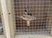 Pair of Zebra finches