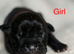 North American mastiff x cane corso