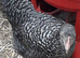Coloured hybrids pullets 16to18 weeks old