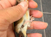 2024 bbc ring goldfinch hen proven
