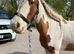 14hh cob gelding